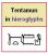 Tentamun